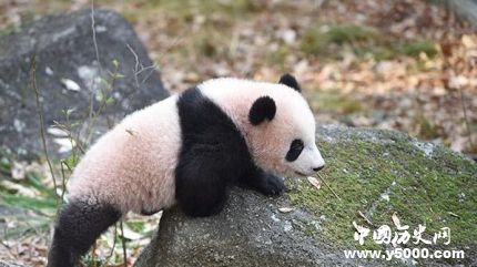 旅日熊貓香香歸還旅日熊貓香香資料簡(jiǎn)介 旅日熊貓香香歸還旅日熊貓香香資料簡(jiǎn)介