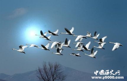 鴻鵠是什么鳥鴻鵠的寓意鴻鵠之志是什么意思？