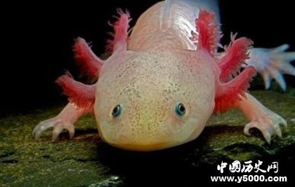 動(dòng)物肢體再生的秘密：動(dòng)物為什么可以肢體再生