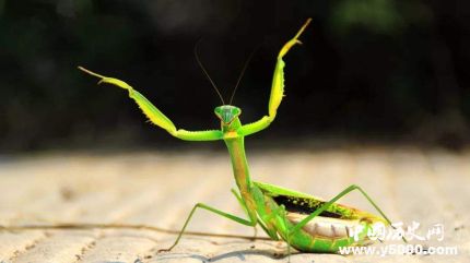 全球昆蟲數(shù)目減少詳情原因介紹全球哪些昆蟲數(shù)目減少嚴重？