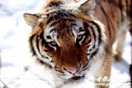 東北虎林園簡介東北虎林園發(fā)展史介紹東北虎林園景點介紹