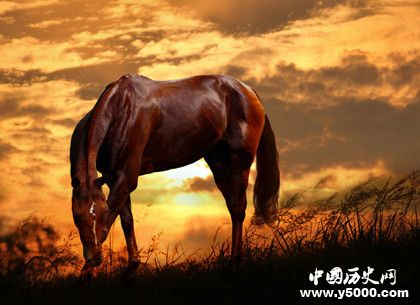 汗血寶馬簡介汗血寶馬的特點(diǎn)汗血寶馬是哪里的