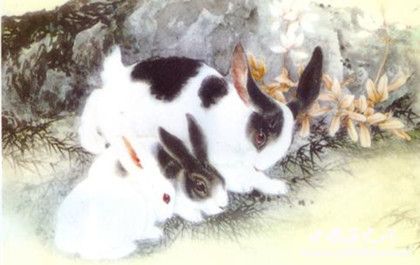 生肖兔簡(jiǎn)介生肖兔是怎么來(lái)的生肖兔性格特點(diǎn)介紹