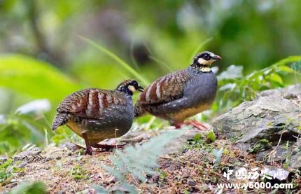 鷓鴣鳥的寓意鷓鴣鳥象征意義是什么？