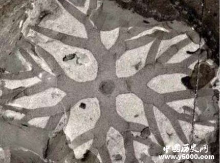 宜昌現(xiàn)清江生物群有哪些價(jià)值和意義？