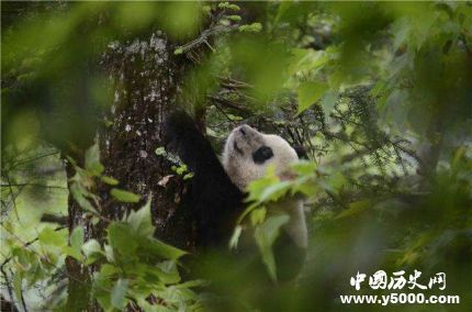 圈養(yǎng)大熊貓琴心小核桃放歸自然大熊貓放歸有什么條件？