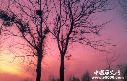 連理枝簡介連理枝的詩句連理枝是什么植物？