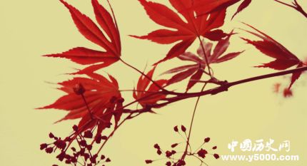 楓葉的寓意楓葉象征著什么意思？