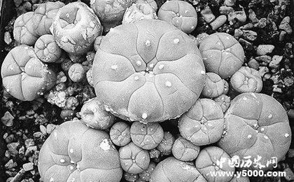 世界上可以讓人產生幻覺的植物為什么會產生幻覺 世界上可以讓人產生幻覺的植物為什么會產生幻覺