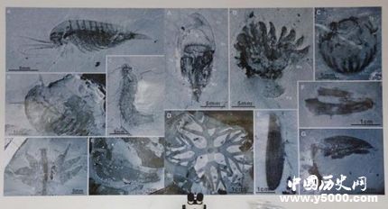 宜昌現(xiàn)清江生物群寒武紀生命大爆發(fā)的原因是什么？