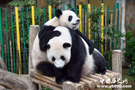 馬來(lái)西亞還大熊貓的原因還回大熊貓成長(zhǎng)歷史簡(jiǎn)介