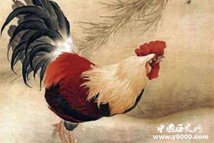 生肖雞是怎么來的屬雞的人有哪些性格特點(diǎn)