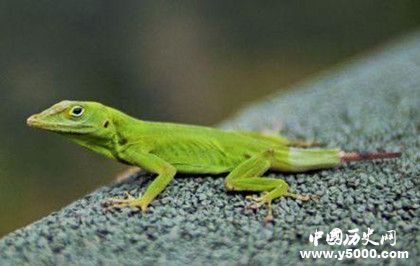 動物肢體再生的秘密:動物為什么可以肢體再生 動物肢體再生的秘密:動物為什么可以肢體再生