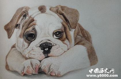 生肖狗是怎么來的屬狗的人有哪些性格特點(diǎn) 生肖狗是怎么來的屬狗的人有哪些性格特點(diǎn)