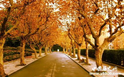 梧桐的寓意梧桐樹為什么能引來金鳳凰？