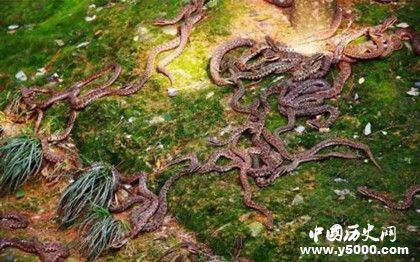 蛇島在哪兒 蛇島上為什么只有蝮蛇