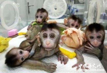 世界首例生物節(jié)律紊亂體細胞克隆猴模型誕生有什么作用 世界首例生物節(jié)律紊亂體細胞克隆猴模型誕生有什么作用