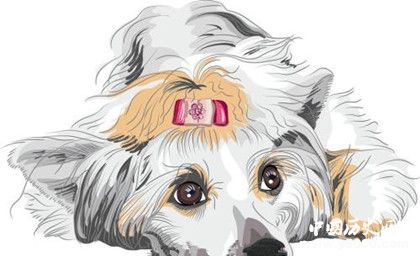 屬狗的人2019年運(yùn)勢怎么樣屬狗的人幸運(yùn)物是什么 屬狗的人2019年運(yùn)勢怎么樣屬狗的人幸運(yùn)物是什么