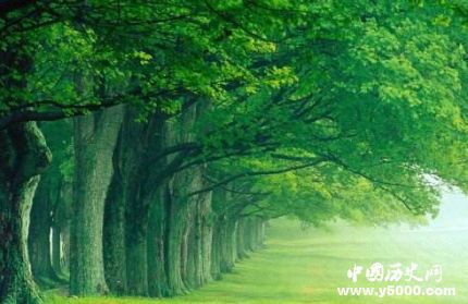 梧桐的寓意梧桐樹(shù)為什么能引來(lái)金鳳凰？