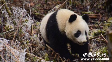 圈養(yǎng)大熊貓琴心小核桃放歸自然大熊貓放歸有什么條件？