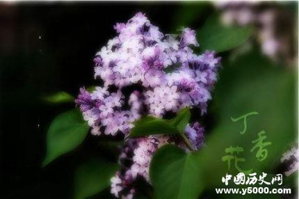 丁香的寓意和象征有關(guān)丁香花的詩詞有哪些？