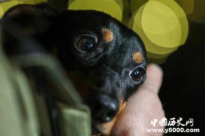 液態(tài)呼吸系統(tǒng)是什么 液態(tài)呼吸系統(tǒng)是誰發(fā)明的？