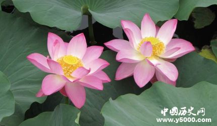 蓮花的寓意和象征蓮花為什么成為佛教的象征？