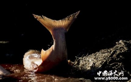 查干湖冬捕頭魚價格多少查干湖冬捕頭魚的風俗是怎樣形成的？