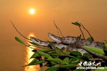 蛇島在哪兒 蛇島上為什么只有蝮蛇