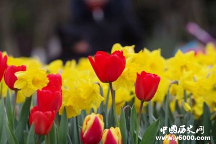 郁金香的花語和寓意郁金香適合送給什么人？