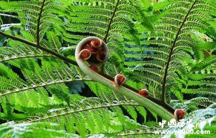 單細胞是如何演變成生物的，單細胞用多長時間演變的？