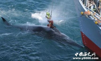 日將重啟商業(yè)捕鯨日本捕鯨發(fā)展歷史簡介 日將重啟商業(yè)捕鯨日本捕鯨發(fā)展歷史簡介