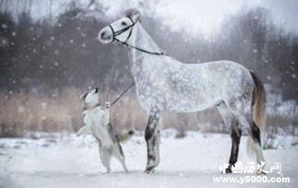 生肖馬是怎么來的屬馬的人有哪些性格特點(diǎn) 生肖馬是怎么來的屬馬的人有哪些性格特點(diǎn)