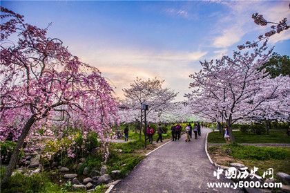 武大櫻花5G直播武大櫻花5G直播有什么不一樣 武大櫻花5G直播武大櫻花5G直播有什么不一樣