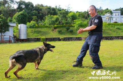 全國(guó)首只克隆警犬誕生克隆警犬有什么用處？