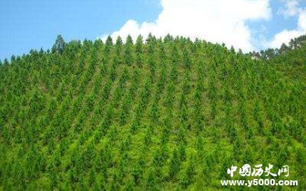 中國成人工造林最多國家人工造林有什么特點和原則？