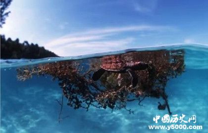馬尾藻海地理位置 馬尾藻海形成原因資料介紹 馬尾藻海地理位置 馬尾藻海形成原因資料介紹