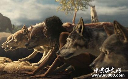 被野獸養(yǎng)大的孩子是怎樣的為什么野獸會(huì)收養(yǎng)孩子 被野獸養(yǎng)大的孩子是怎樣的為什么野獸會(huì)收養(yǎng)孩子