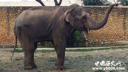 世上最悲傷大象去世圈養(yǎng)43年終年47歲 世上最悲傷大象去世圈養(yǎng)43年終年47歲