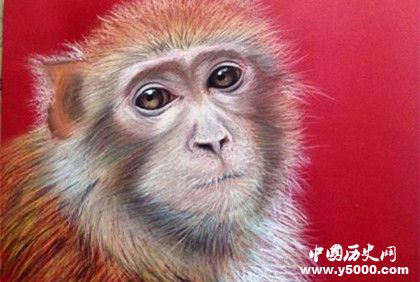 屬猴的人2019年運(yùn)勢(shì)怎么樣屬猴的人幸運(yùn)物是什么