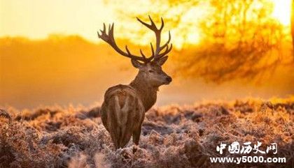 挪威人是怎么過圣誕節(jié)的傳統(tǒng)的挪威圣誕節(jié)習俗有哪些