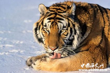 東北虎林園簡介東北虎林園發(fā)展史介紹東北虎林園景點介紹 東北虎林園簡介東北虎林園發(fā)展史介紹東北虎林園景點介紹