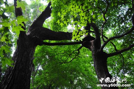 連理枝簡介連理枝的詩句連理枝是什么植物？