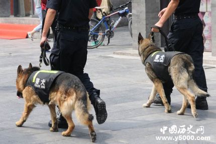 全國首只克隆警犬誕生克隆警犬有什么用處？