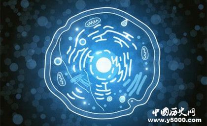 人類是如何形成的？形成人類的基礎(chǔ)條件有哪些？