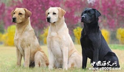 拉布拉多資料介紹體型特征  拉布拉多飼養(yǎng)方法