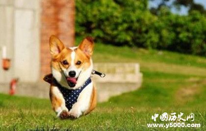 動(dòng)物能分辨各種顏色嗎 動(dòng)物的視覺(jué)是什么樣的