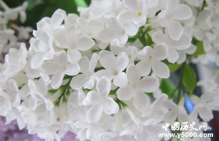 丁香的寓意和象征有關(guān)丁香花的詩(shī)詞有哪些？