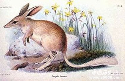 2019最佳動畫短片《Bilby》故事介紹Bilby是什么動物