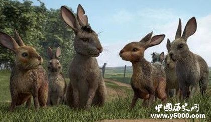 英劇《兔子共和國》劇情內(nèi)容介紹主題曲叫什么原著內(nèi)容介紹